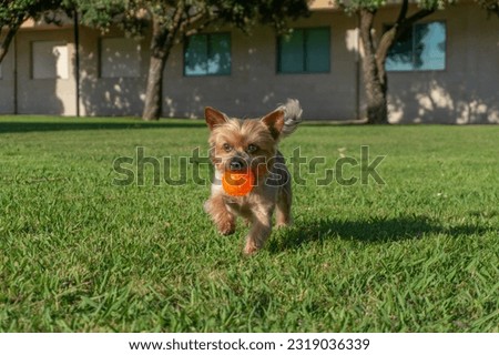 Yorkshire Terrier dog playing fetch in city park. Running with ball. Royalty-Free Stock Photo #2319036339
