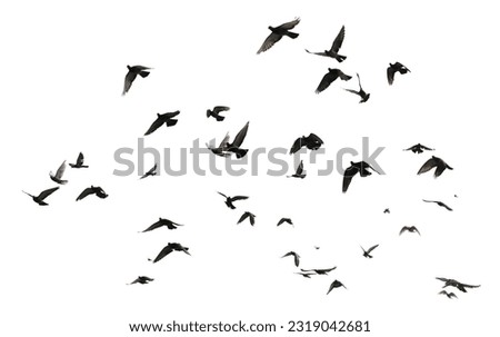 Silhouettes of pigeons in flight isolated on white background.