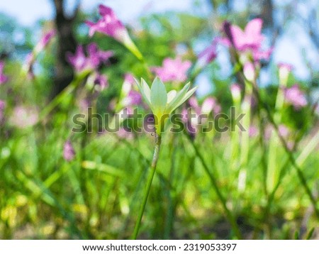 Field of pink flowers, bright, beautiful, close up, blurred background and bright morning light.