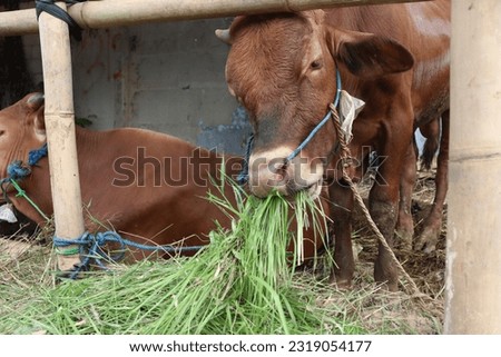 Some cows (sapi) in the traditional animal market in preparation for the Eid al-Adha day Royalty-Free Stock Photo #2319054177