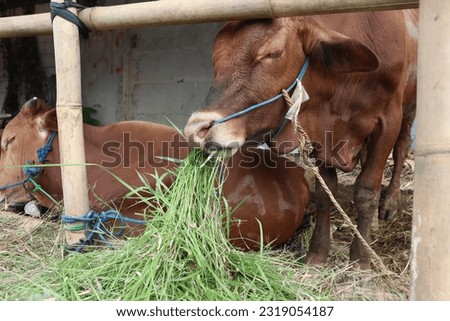 Some cows (sapi) in the traditional animal market in preparation for the Eid al-Adha day Royalty-Free Stock Photo #2319054187