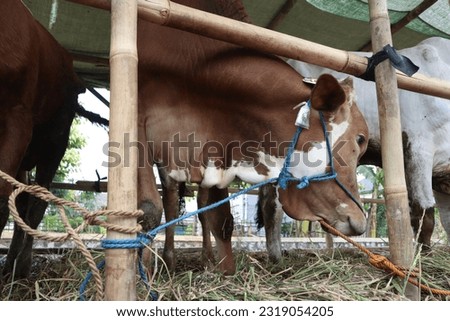 Some cows (sapi) in the traditional animal market in preparation for the Eid al-Adha day Royalty-Free Stock Photo #2319054205