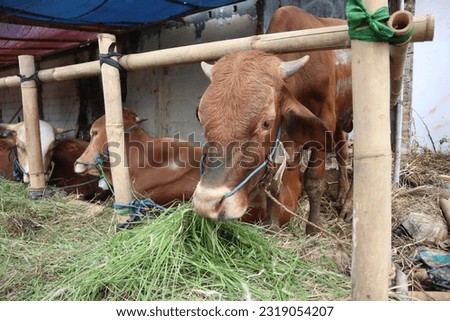 Some cows (sapi) in the traditional animal market in preparation for the Eid al-Adha day Royalty-Free Stock Photo #2319054207