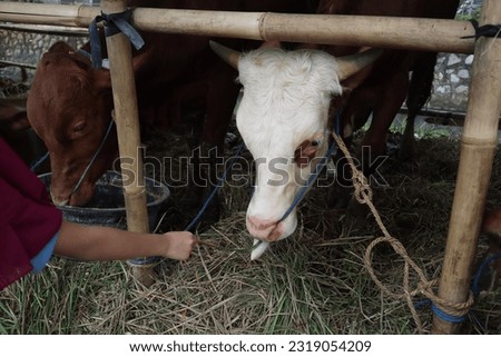 Some cows (sapi) in the traditional animal market in preparation for the Eid al-Adha day Royalty-Free Stock Photo #2319054209