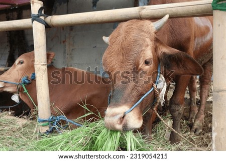 Some cows (sapi) in the traditional animal market in preparation for the Eid al-Adha day Royalty-Free Stock Photo #2319054215