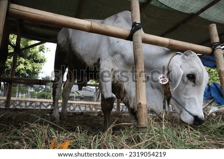Some cows (sapi) in the traditional animal market in preparation for the Eid al-Adha day Royalty-Free Stock Photo #2319054219