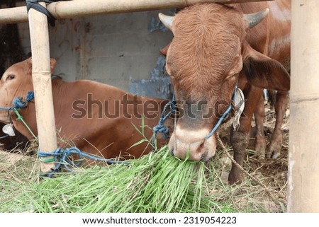 Some cows (sapi) in the traditional animal market in preparation for the Eid al-Adha day Royalty-Free Stock Photo #2319054223