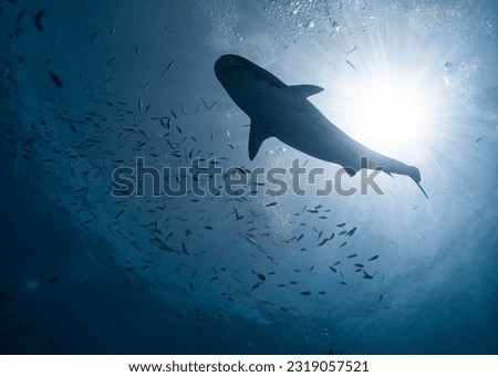 Tiger shark, light and shadow, southern maldives Royalty-Free Stock Photo #2319057521