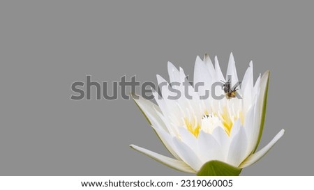 White lotus flower with bee isolated on background, clipping path