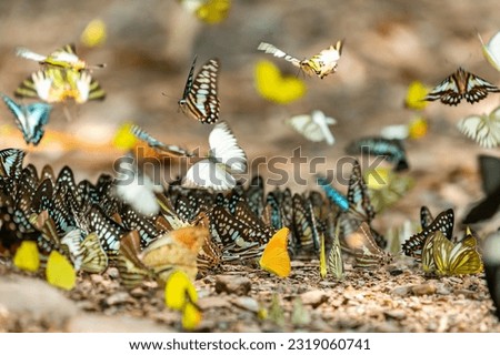 Many tropical colorful Butterflies swarm eats minerals in salinized soil land at National Park forest jungle. Group of small butterfly puddling on salt earth ground and flying in nature.