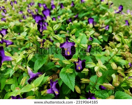 Torenia fournieri, the bluewings or wishbone flower, is an annual plant in the Linderniaceae, with blue, white or pink flowers that have yellow markings.