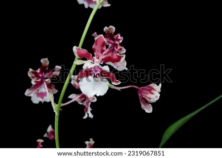Beautiful closeup picture of Sharry Baby orchid flowers with black background.
