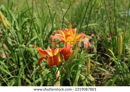 Beautiful orange day-lily with it flower buds in the garden. (Hemerocallis fulva)