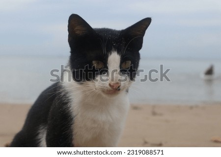 an adorable black and white cat playing in the sand on the beach in the morning