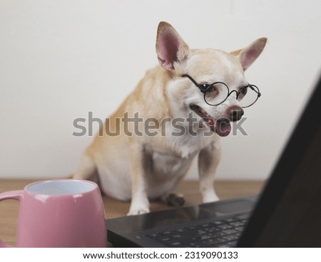 Portrait of brown short hair chihuahua dog wearing eyeglasses  sitting on wooden floor with computer laptop and pink coffee cup, working and looking at computer screen.