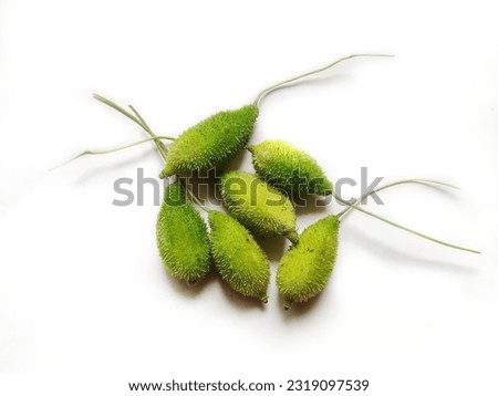 Spiny gourd or spine gourd and also known as bristly balsam pear, prickly carolaho, teasle gourd, kantola. It is used as a vegetable in India and South Asia. Scientific name - Momordica dioica. Royalty-Free Stock Photo #2319097539
