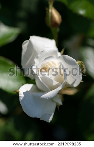 Close up image of a single white rose head bloom surrounded by green leaves.