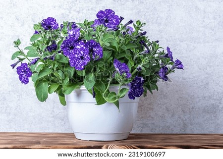 Petunia with purple variegated flowers in a pot on a wooden shelf.