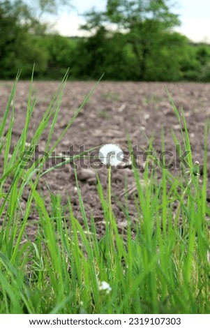 dandelion flower in green grass field background with trees