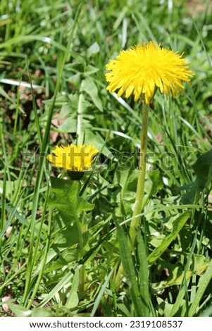 yellow dandelion in the green grass vertical photo