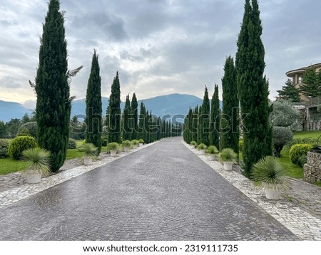 a road lined with beautiful tall Italian Cypress trees (Cupressus Sempervirens) Royalty-Free Stock Photo #2319111735