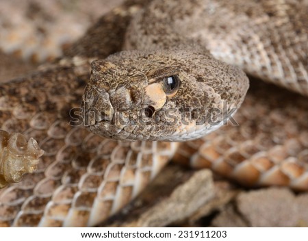 Closeup of a Western Diamondback Rattlesnake (Crotalus atrox).