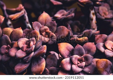vivid purple color cactus background, Succulents vintage ,dark purple color of  close-up, fashion background
