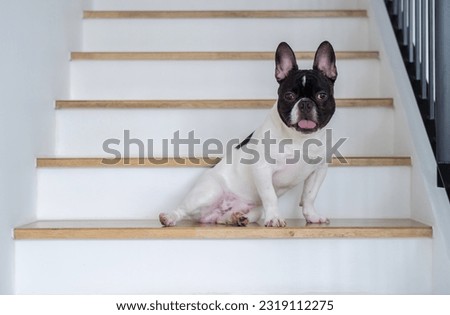 Portrait of a Black and white french bulldog sitting politely on the stair at home and looking at the camera, posing for dog photoshoot.
