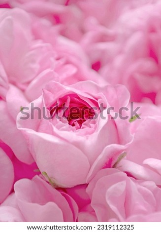 Soft pink roses - background photo. Many of beautiful rosebuds .Lots of pink roses. Rosebud in petals.