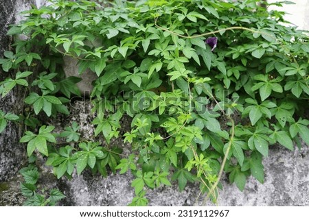 Sweet potatoes leaves in the nature. Sweet potato leaves are medium to large in size and are cordate, or heart-shaped with pointed tips. The leaves grow in an alternate pattern and may be palmate . Royalty-Free Stock Photo #2319112967