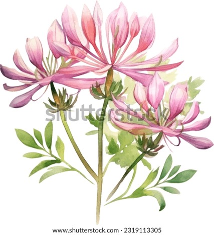 Cleome Watercolor illustration. Hand drawn underwater element design. Artistic vector marine design element. Illustration for greeting cards, printing and other design projects.
