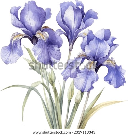 Blue Flag, IrisBlue Flag_Iris Watercolor illustration. Hand drawn underwater element design. Artistic vector marine design element. Illustration for greeting cards, printing and other design projects. Royalty-Free Stock Photo #2319113343