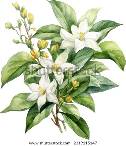 Asiatic Jasmine Watercolor illustration. Hand drawn underwater element design. Artistic vector marine design element. Illustration for greeting cards, printing and other design projects. Royalty-Free Stock Photo #2319115147