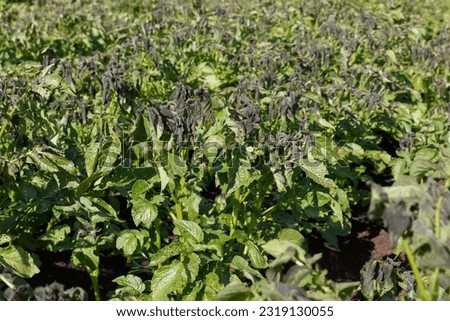 Potato plants damaged by the frost. Potato plants showing signs of frost damage to leaves. potato agricultural field.