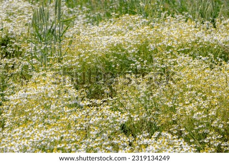 Selective focus of wild white flowers on green grass in the field, Matricaria chamomilla or commonly known as chamomile, Beautiful small flowers German chamomile with yellow pollen, Nature background.