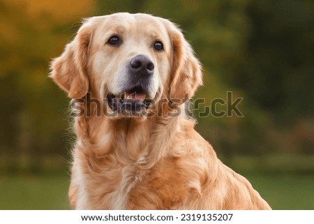 close-up portrait red dog golden retriever labrador in autumn against the background of red-yellow leaves Royalty-Free Stock Photo #2319135207