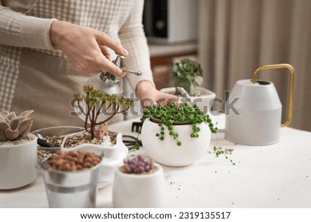 Woman spraying watering potted Senecio Rowley house Plant in white ceramic pot Royalty-Free Stock Photo #2319135517