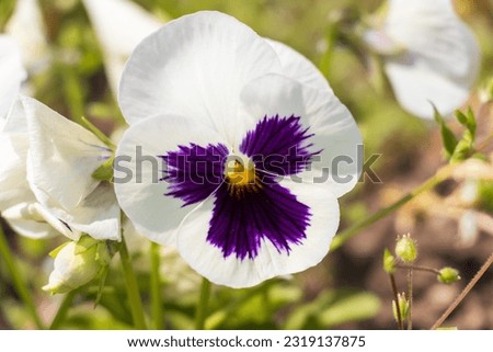 Macro photo of a white and purple pansy flower