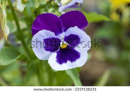 Macro photo of a white violet pansy flower