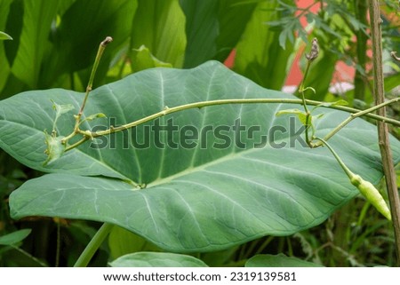 Close up of wild plants, plant and nature concept