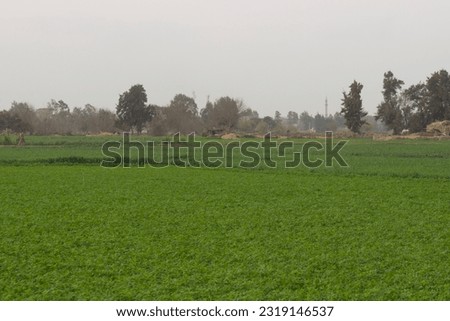 Panoramic view for Green field, countryside Egypt's Nile River Delta region