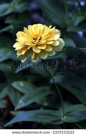 Blooming yellow zinnia flower with green leaves background, image for mobile phone screen, display, wallpaper, screensaver, lock screen and home screen or background  