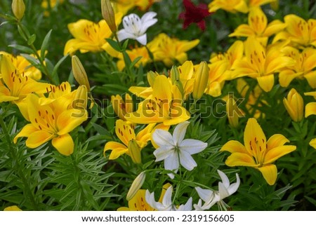 Blooming yellow lilies on a green background on a summer sunny day macro photography. Garden lily flower with bright orange petals in summer, close-up photography.