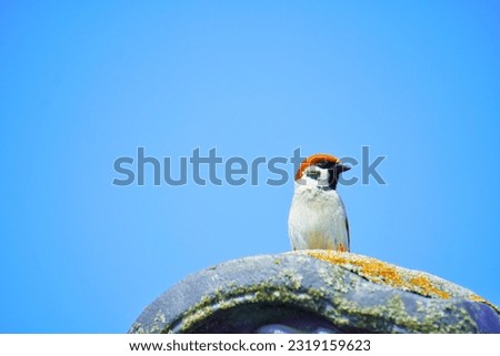 Cute little bird, sparrow, perched on a devil's tile against a blue sky and looking around.