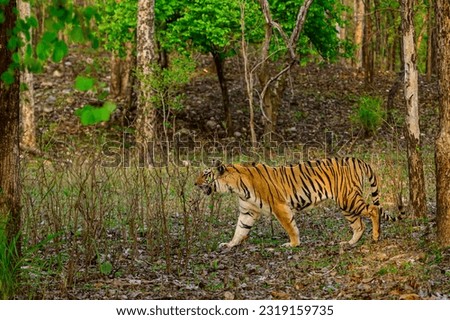 Tiger walking in the jungle