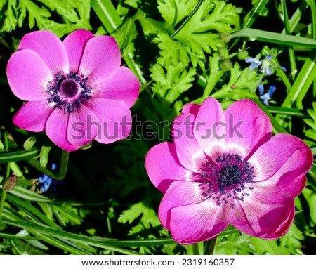 Two pink textured anemone flowers in different stages of flowering, with a green plant based background in daylight Royalty-Free Stock Photo #2319160357