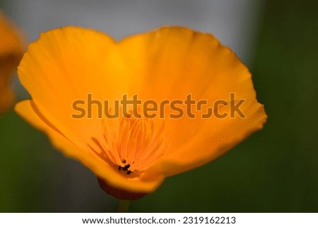 californian poppy in the meadow