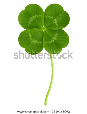 Clover isolated on white background, St. Patrick's Day symbol, clipping path, full depth of field Royalty-Free Stock Photo #2319165093