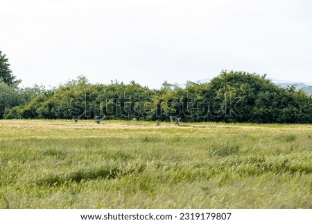 Deers with large antlers hiding in tall grass