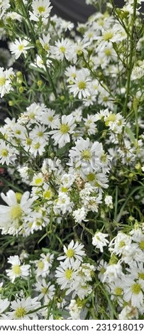 White aster. Aster flower picture. Symphyotrichum ericoides. Autumn flowers white shrub asters - Dumosus.